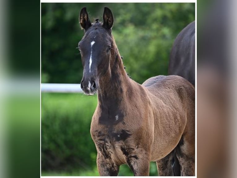 Tysk sporthäst Hingst Föl (05/2024) 169 cm Rökfärgad svart in Gerolfingen