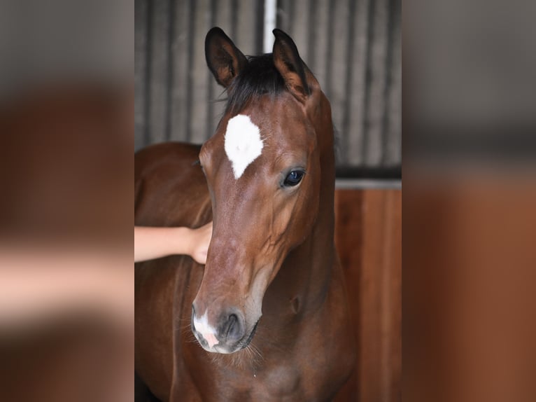 Tysk sporthäst Hingst Föl (05/2024) 170 cm Brun in Schönau-Berzdorf