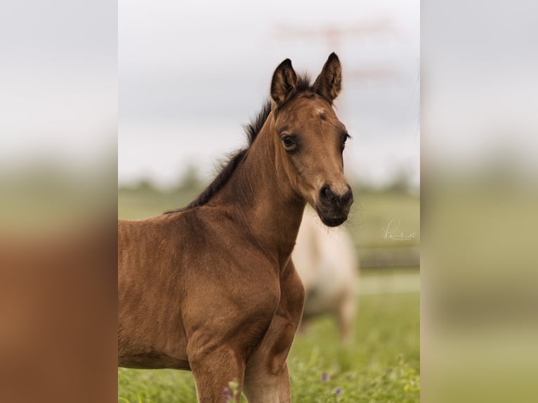 Tysk sporthäst Hingst Föl (05/2024) 170 cm Gulbrun in Erfurt