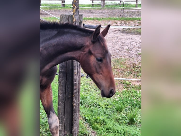 Tysk sporthäst Hingst Föl (05/2024) 170 cm Mörkbrun in Königsmoos