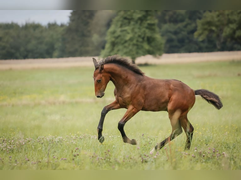 Tysk sporthäst Hingst Föl (04/2024) 170 cm Mörkbrun in Oberthulba