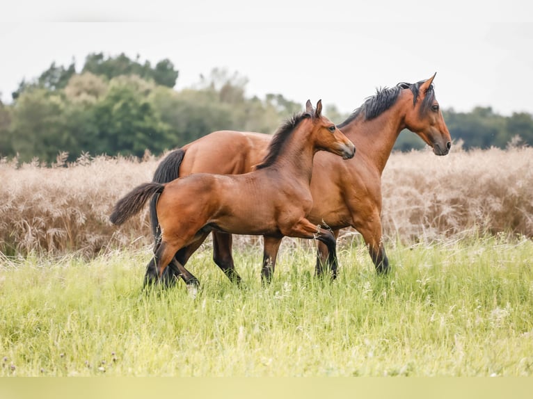 Tysk sporthäst Hingst Föl (04/2024) 170 cm Mörkbrun in Oberthulba