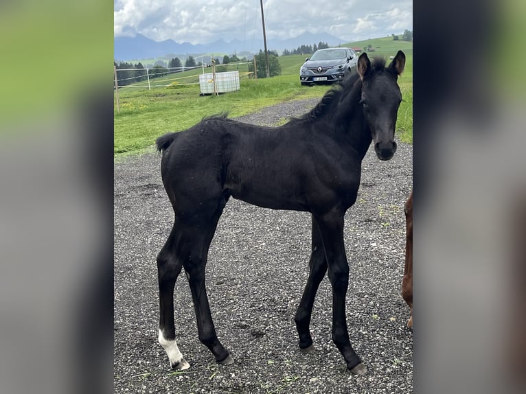 Tysk sporthäst Hingst Föl (05/2024) 170 cm Svart in Halblech