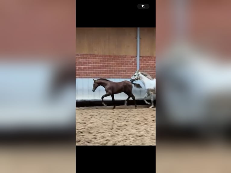 Tysk sporthäst Hingst Föl (06/2024) 171 cm Kan vara vit in Mönchengladbach