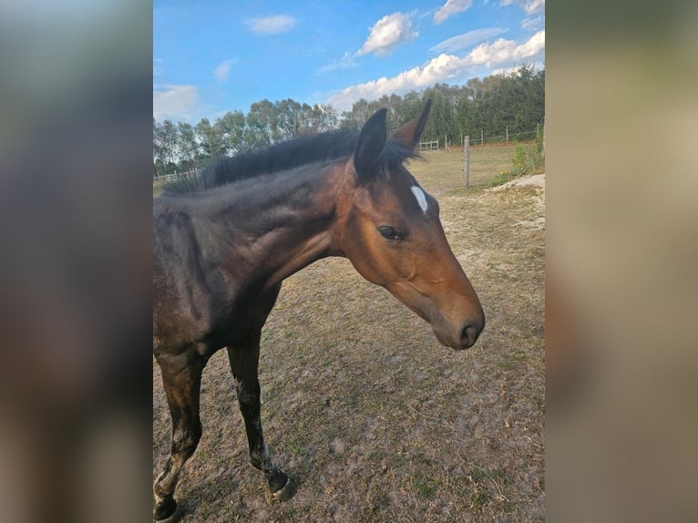 Tysk sporthäst Hingst Föl (04/2024) 174 cm Mörkbrun in Gollenberg