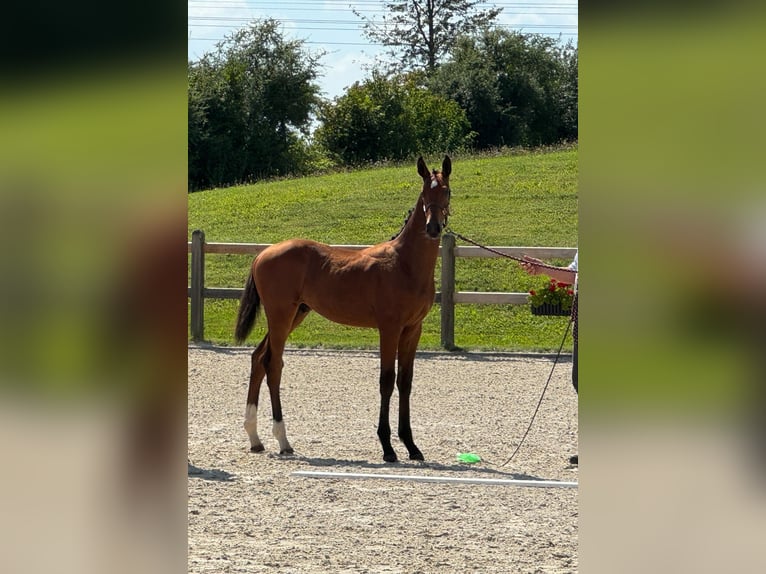 Tysk sporthäst Hingst Föl (04/2024) Brun in Beutelsbach/Anham