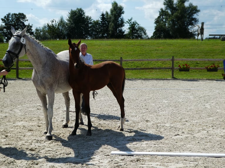 Tysk sporthäst Hingst Föl (04/2024) Brun in Beutelsbach/Anham