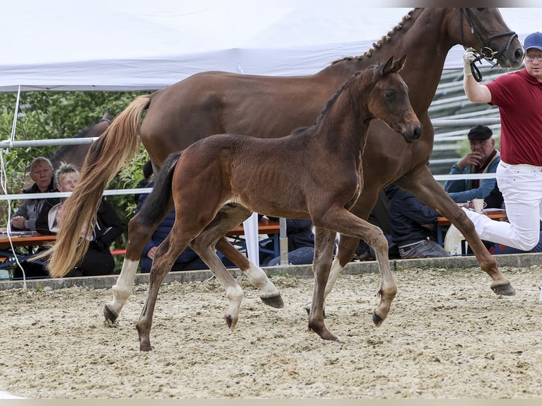 Tysk sporthäst Hingst Föl (04/2024) Brun in Fronhofen