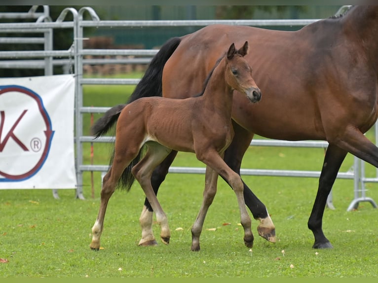 Tysk sporthäst Hingst Föl (06/2024) Brun in Fronhofen