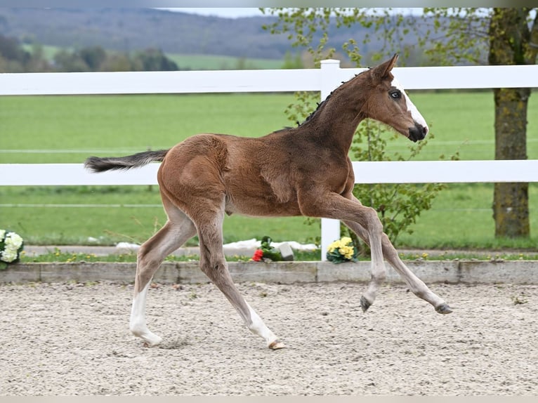 Tysk sporthäst Hingst Föl (03/2024) Brun in Fronhofen