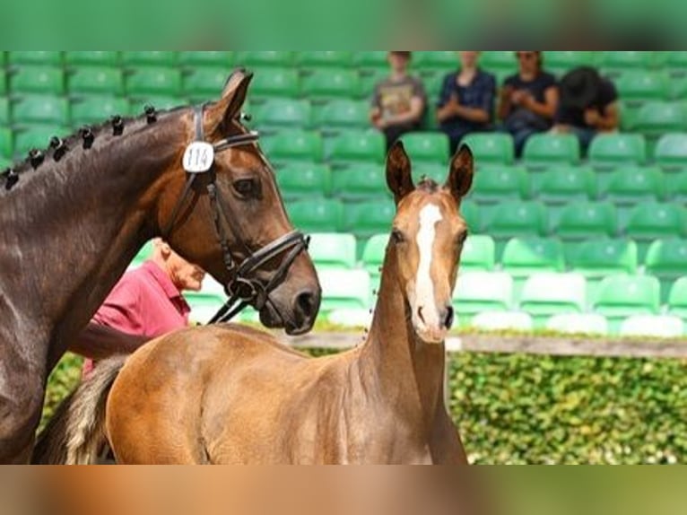 Tysk sporthäst Hingst Föl (04/2024) Brun in Thalberg