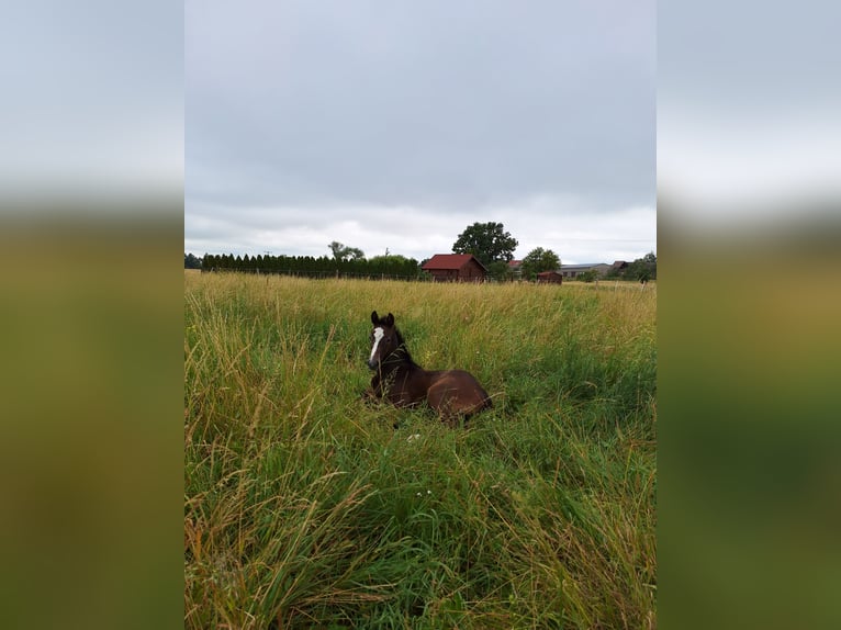 Tysk sporthäst Hingst Föl (06/2024) Grå in Prettin