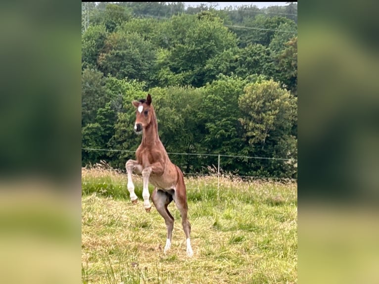 Tysk sporthäst Hingst Föl (04/2024) Mörkbrun in Heistenbach