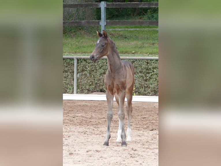 Tysk sporthäst Hingst Föl (05/2024) Mörkbrun in Magdeburg