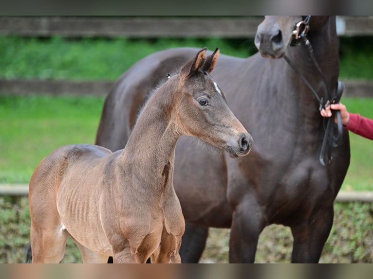 Tysk sporthäst Hingst Föl (05/2024) Mörkbrun in Magdeburg