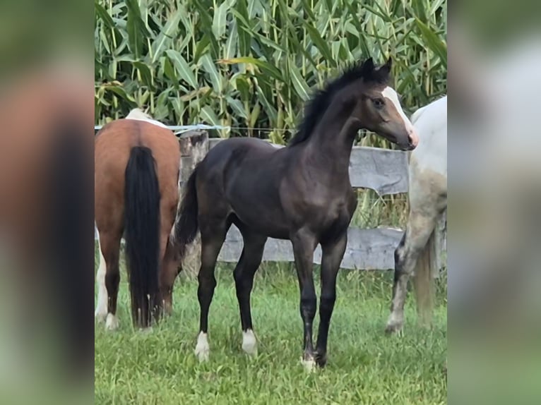 Tysk sporthäst Hingst Föl (01/2024) Mörkbrun in Beetzendorf