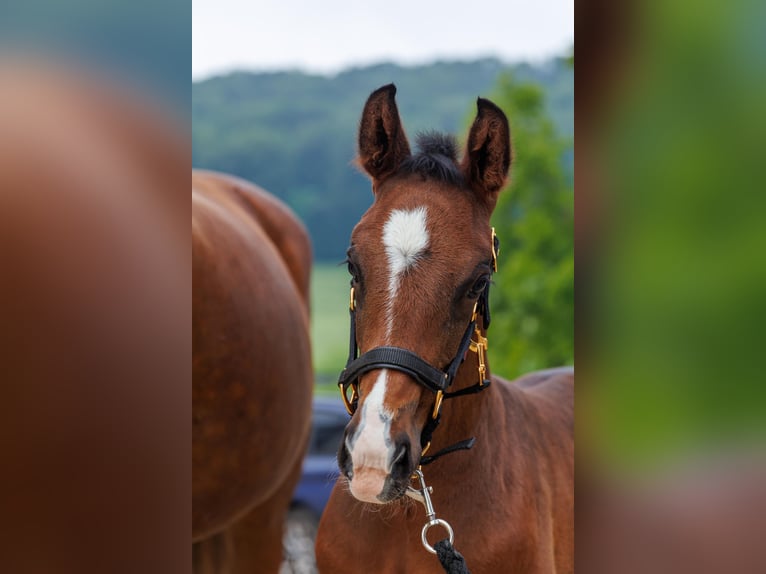 Tysk sporthäst Hingst Föl (05/2024) Mörkbrun in Erbach