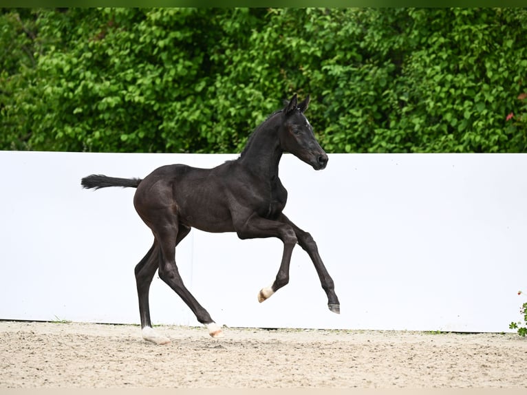 Tysk sporthäst Hingst Föl (04/2024) Svart in Fronhofen