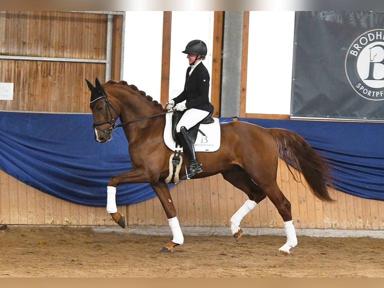 Tysk sporthäst Hingst fux in Riedstadt