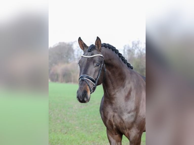 Tysk sporthäst Hingst Rökfärgad svart in Löningen