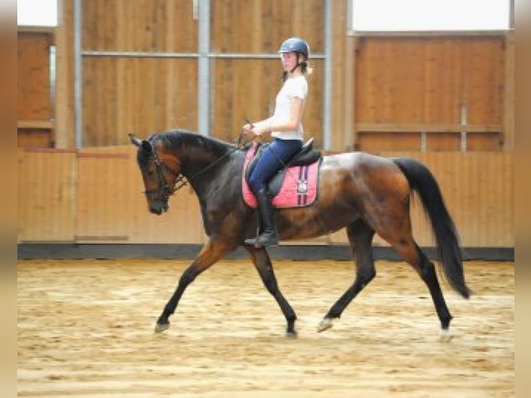 Tysk sporthäst Sto 10 år 168 cm Brun in Grünbach