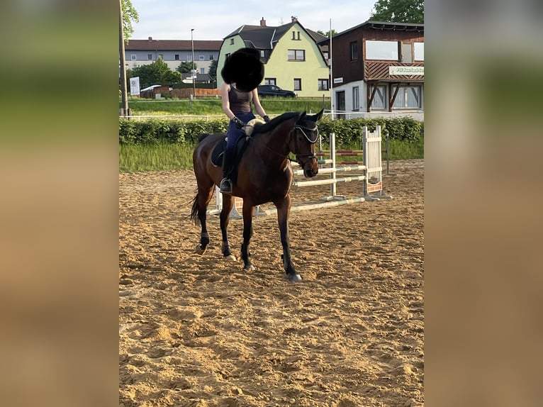 Tysk sporthäst Sto 10 år 168 cm Brun in Grünbach