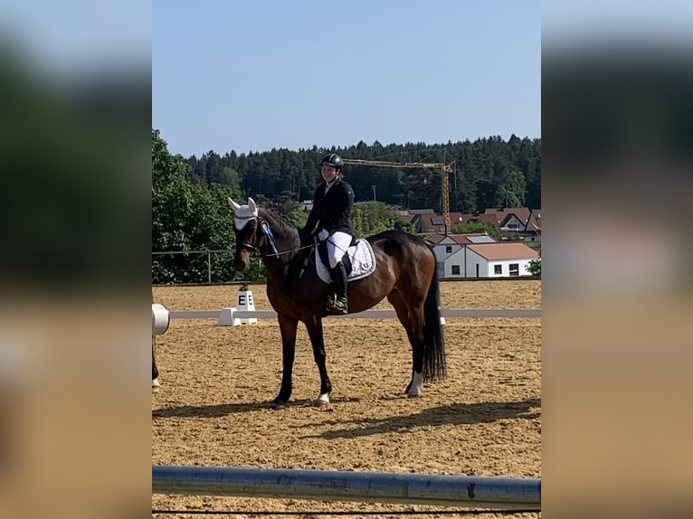 Tysk sporthäst Sto 10 år 170 cm Mörkbrun in Berg bei Neumarkt in der Oberpfalz