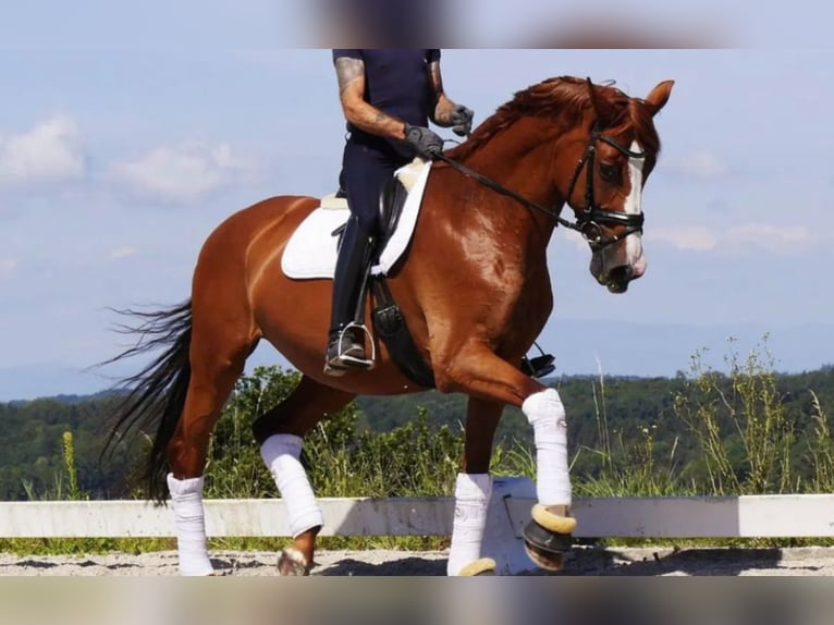 Tysk sporthäst Sto 10 år 172 cm fux in Rheinfelden