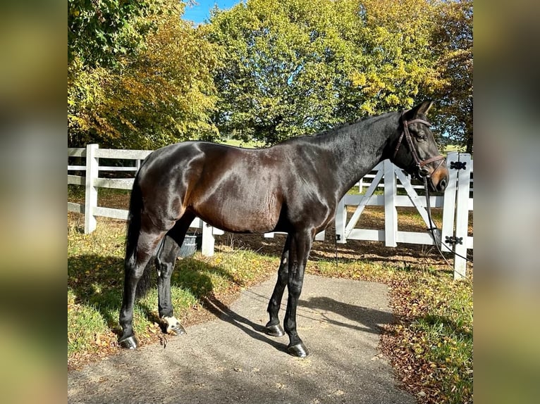Tysk sporthäst Sto 10 år 176 cm Mörkbrun in Haldenwang