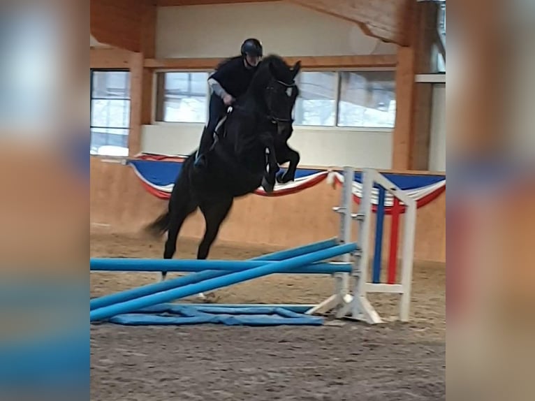 Tysk sporthäst Sto 10 år Brun in Lentföhrden