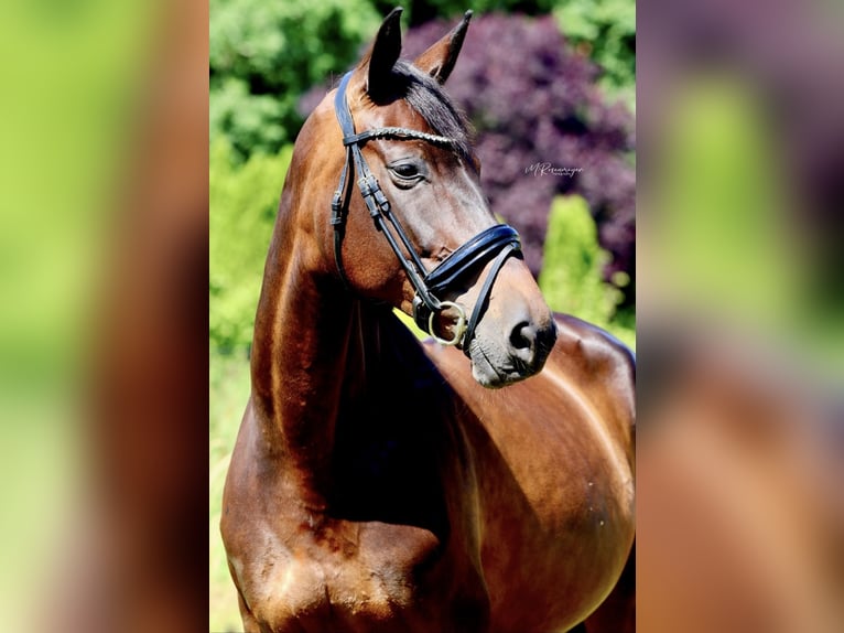 Tysk sporthäst Sto 11 år 170 cm Brun in Bautzen