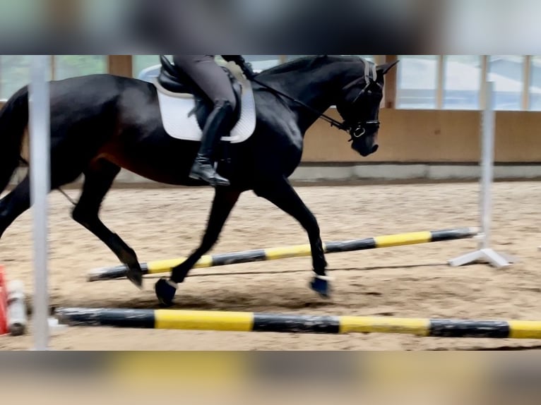 Tysk sporthäst Sto 11 år 170 cm Brun in Bautzen