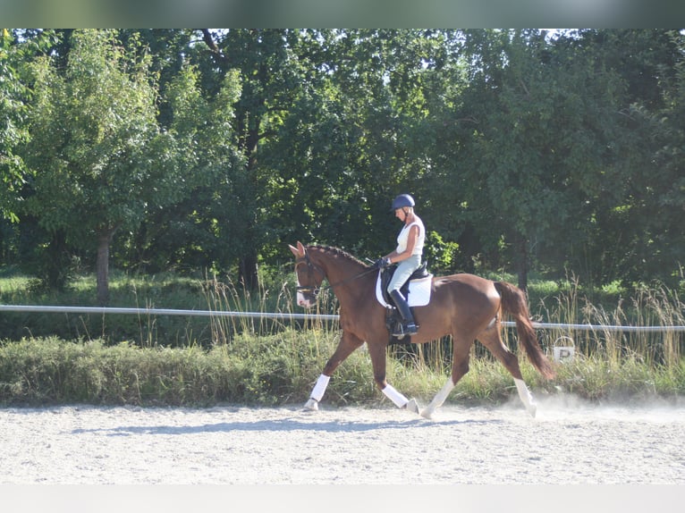 Tysk sporthäst Sto 11 år 172 cm Fux in Mainburg