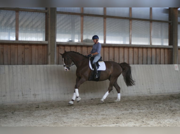 Tysk sporthäst Sto 11 år 172 cm Fux in Mainburg