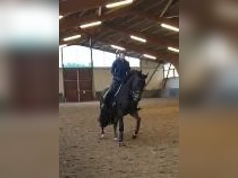 Tysk sporthäst Sto 12 år 167 cm Brun in Potsdam