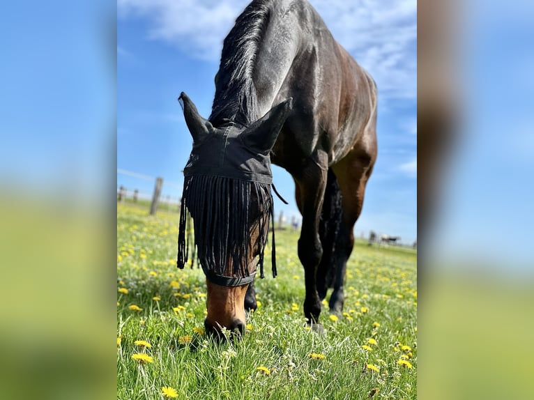 Tysk sporthäst Sto 12 år 168 cm Mörkbrun in Dortmund