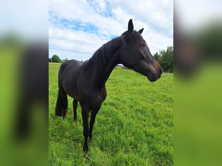 Tysk sporthäst Sto 12 år 171 cm Mörkbrun in Werther