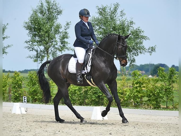 Tysk sporthäst Sto 13 år 166 cm Rökfärgad svart in Boortmeerbeek