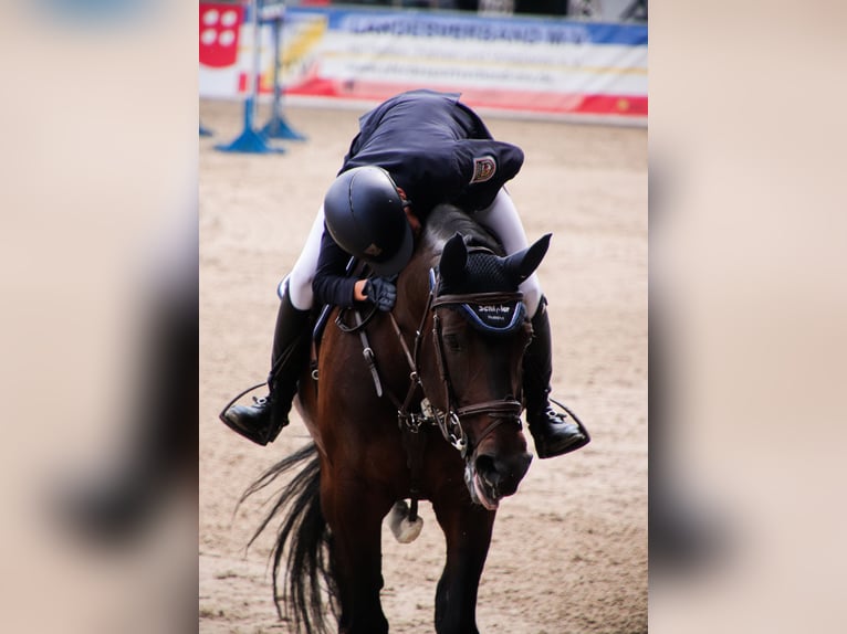 Tysk sporthäst Sto 13 år 168 cm Brun in Rodenwalde