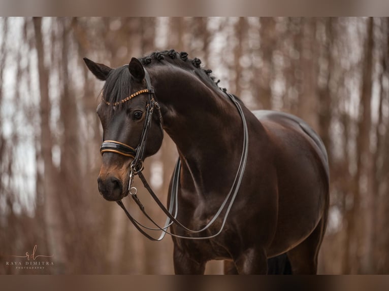 Tysk sporthäst Sto 13 år 168 cm Mörkbrun in Wehringen