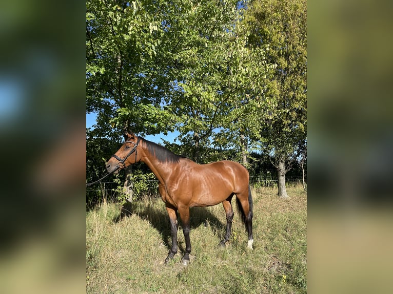 Tysk sporthäst Sto 13 år 170 cm Brun in Hohenstein-ErnstthalLangenchursdorf