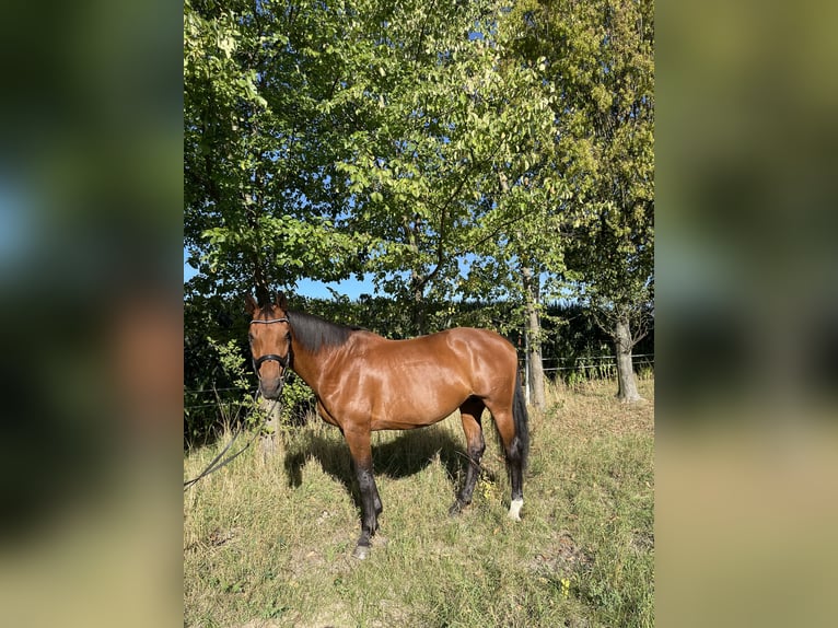 Tysk sporthäst Sto 13 år 170 cm Brun in Hohenstein-ErnstthalLangenchursdorf