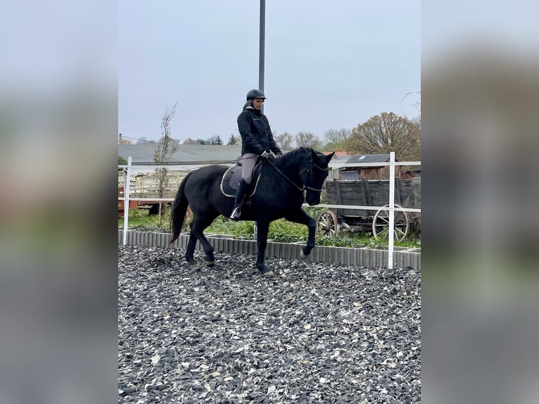 Tysk sporthäst Sto 14 år 159 cm Rökfärgad svart in Limbach-Oberfrohna