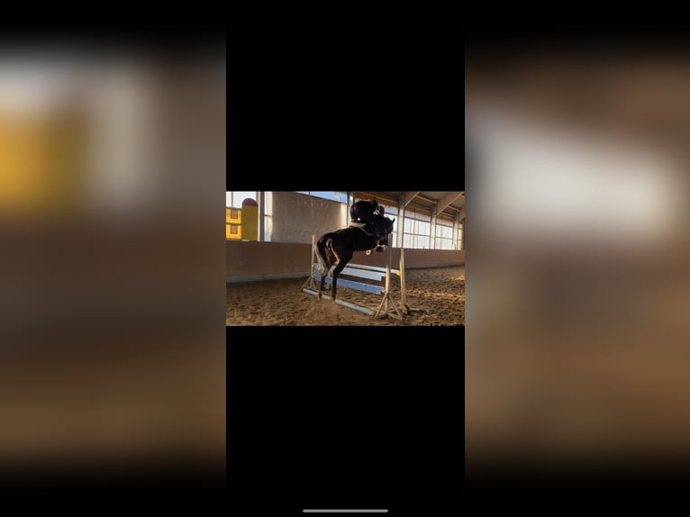 Tysk sporthäst Sto 14 år 164 cm Mörkbrun in Niepars