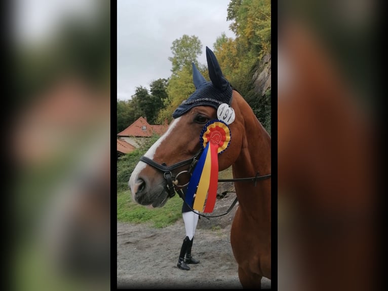 Tysk sporthäst Sto 14 år 165 cm Brun in Hardegsen