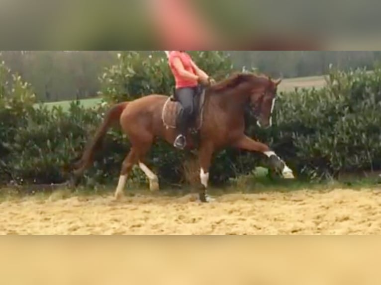 Tysk sporthäst Sto 14 år 169 cm fux in Lengerich