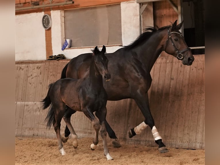 Tysk sporthäst Sto 14 år 171 cm Brun in Rehau