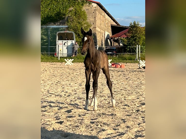 Tysk sporthäst Sto 14 år 173 cm Brun in Harzgerode
