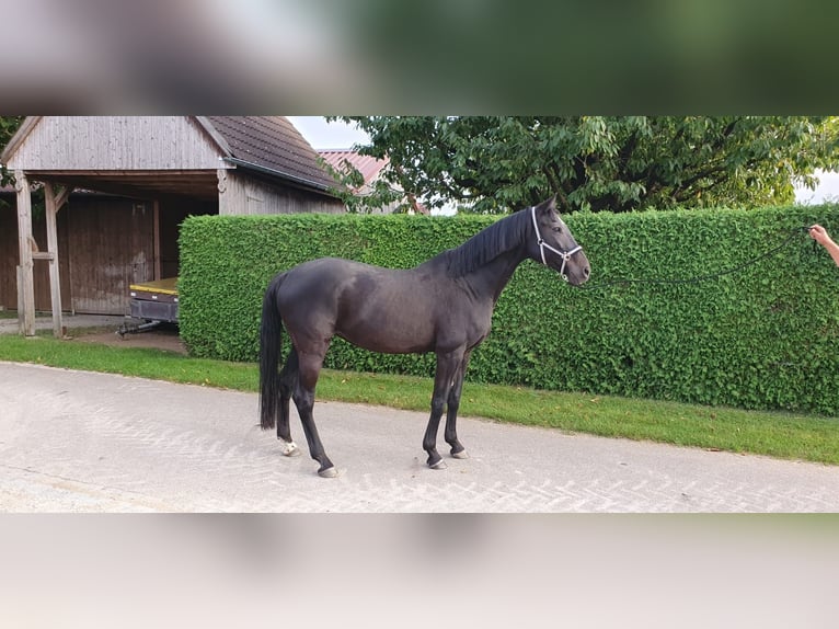 Tysk sporthäst Sto 15 år 171 cm Mörkbrun in Munningen