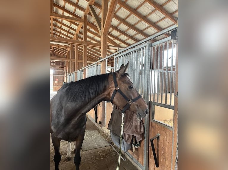 Tysk sporthäst Sto 16 år 150 cm Mörkbrun in Oberviechtach